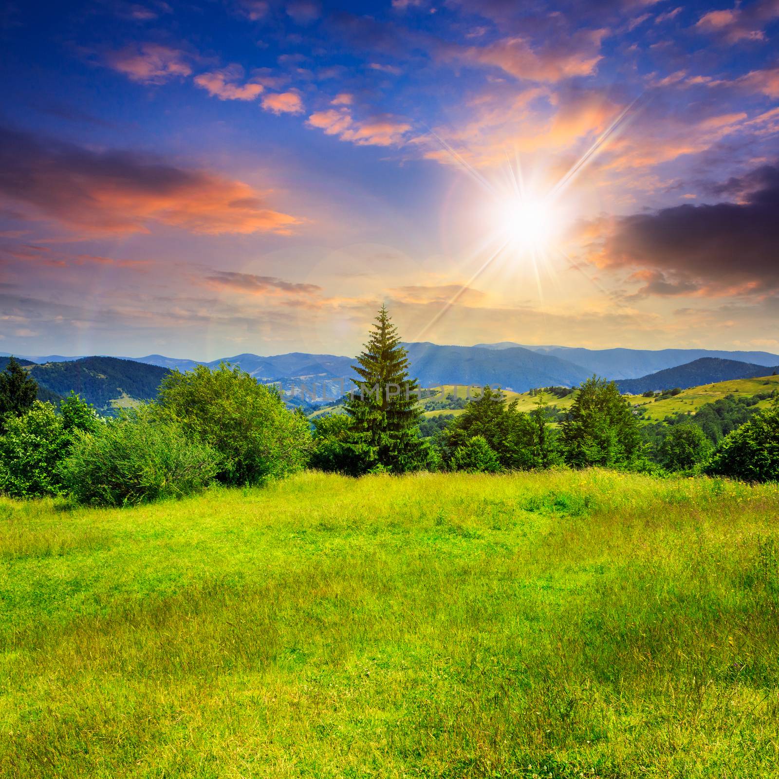 meadow on a slope of mountain range with coniferous tree and forest at sunset