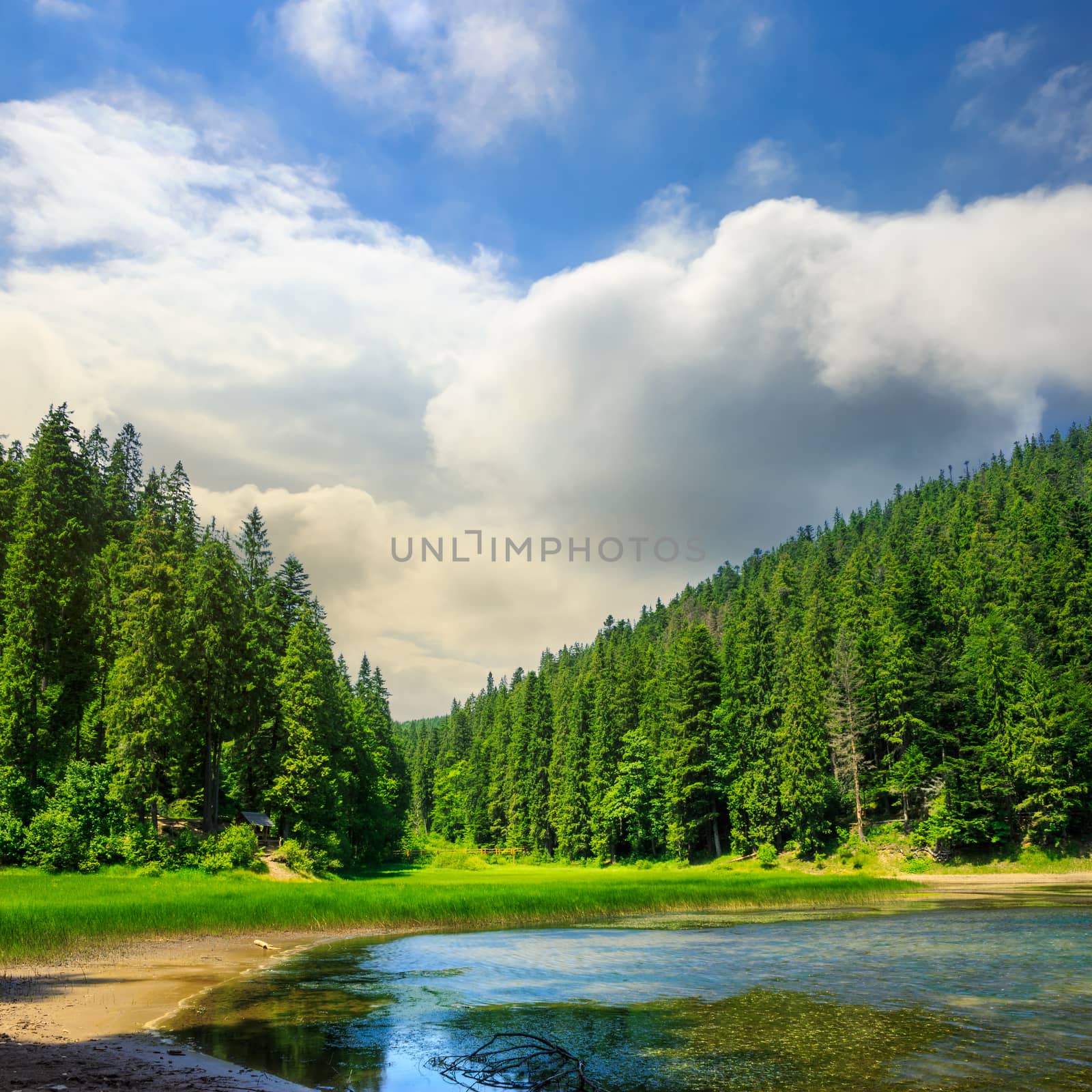 pine forest and lake near the mountain by Pellinni