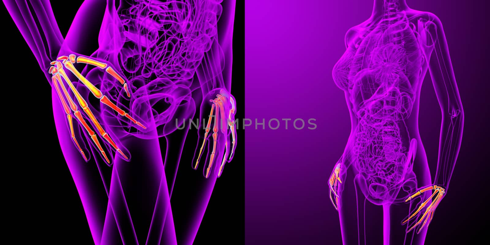 3d rendering medical illustration of the hand bone 