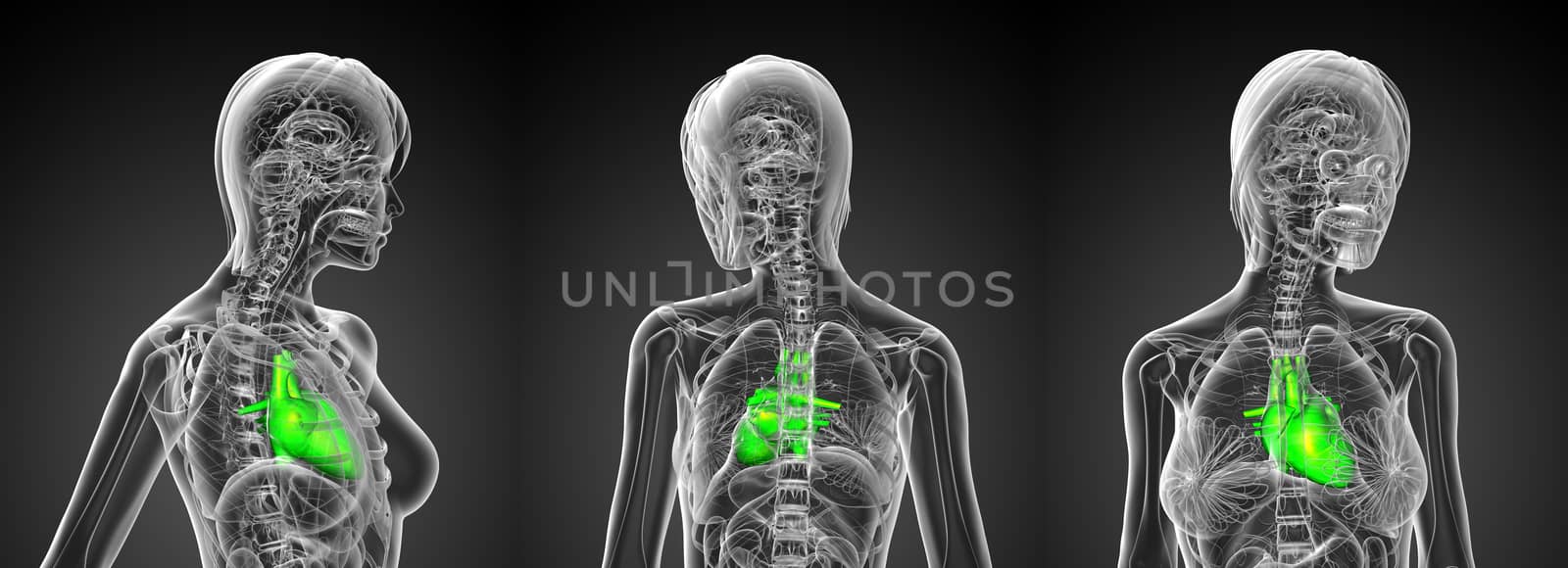 3d rendering medical illustration of the human heart 