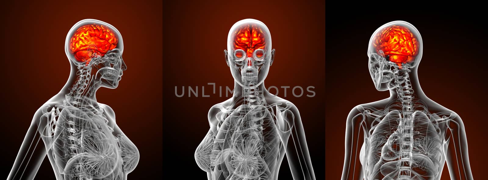 3d rendering medical illustration of the human brain 