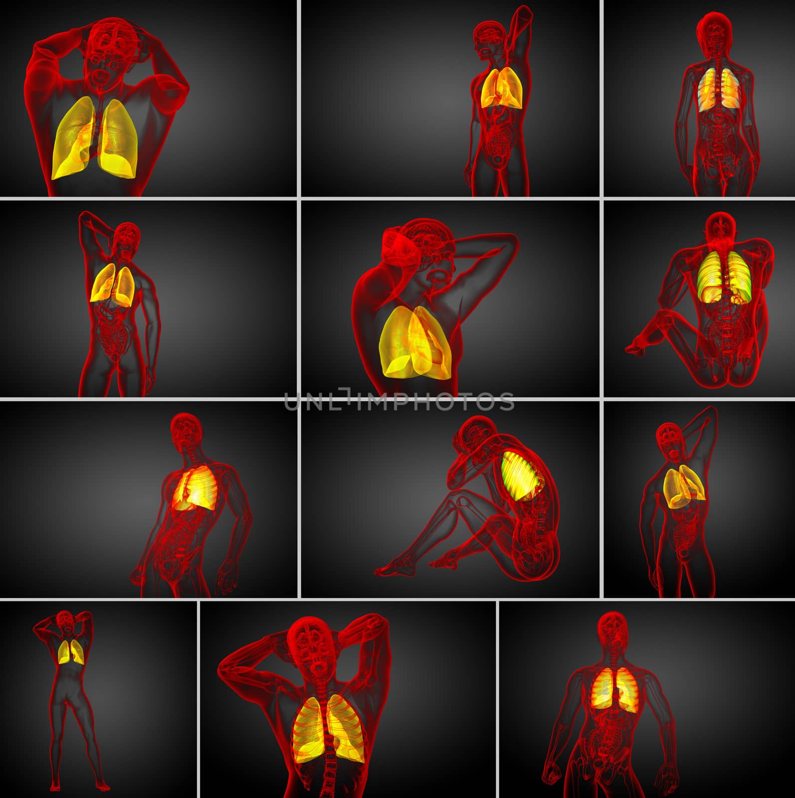 3d rendering medical illustration of the human lung 