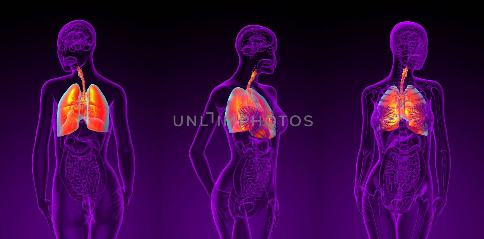 3d rendering illustration of the female respiratory system 