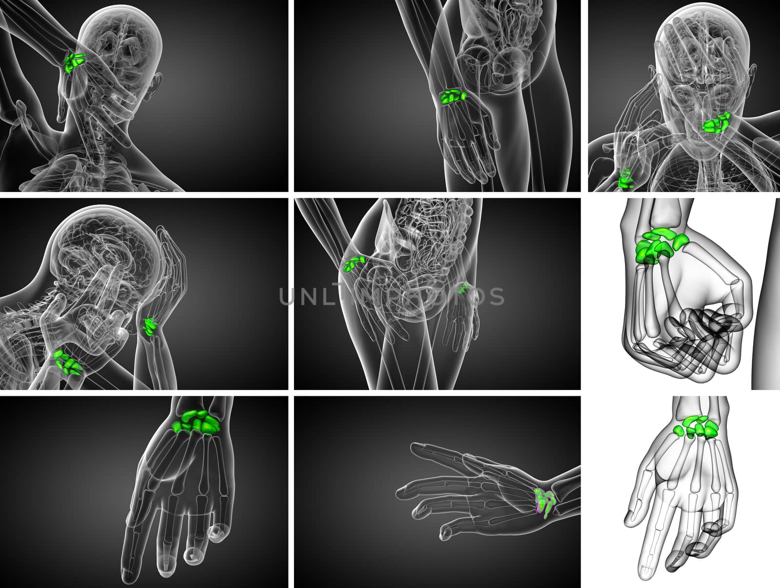 3d rendering illustration of the human carpal bones