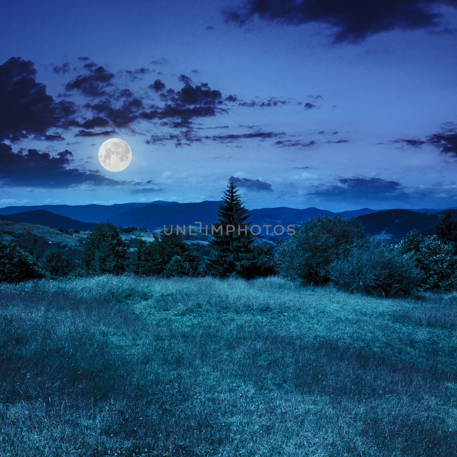 meadow on a slope of mountain range with coniferous tree and forest at night in moon light