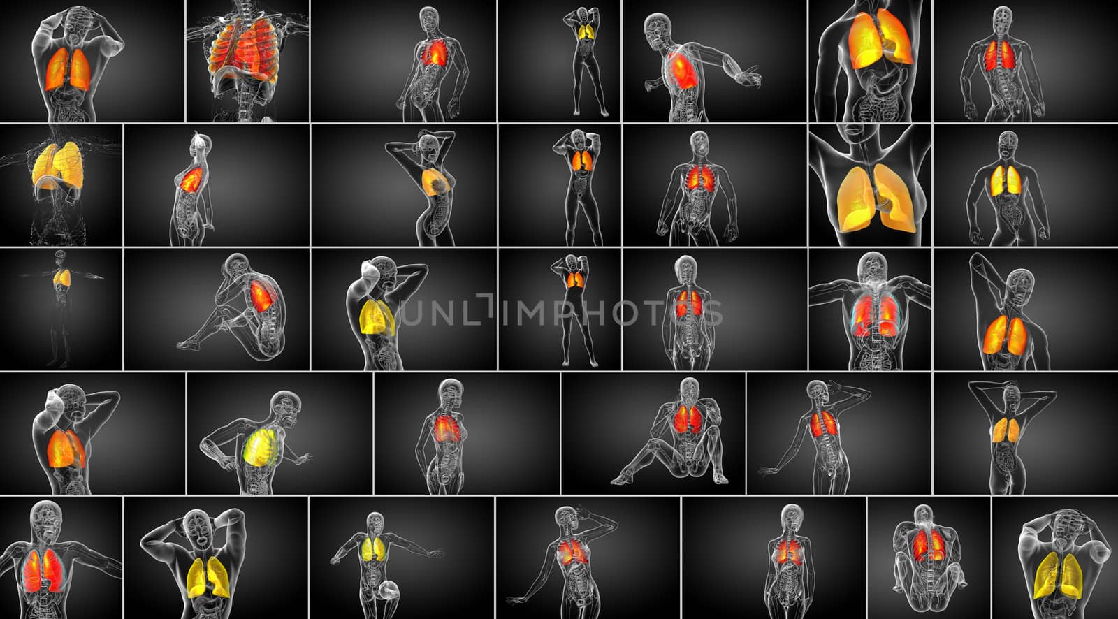 3d rendering medical illustration of the human lung 