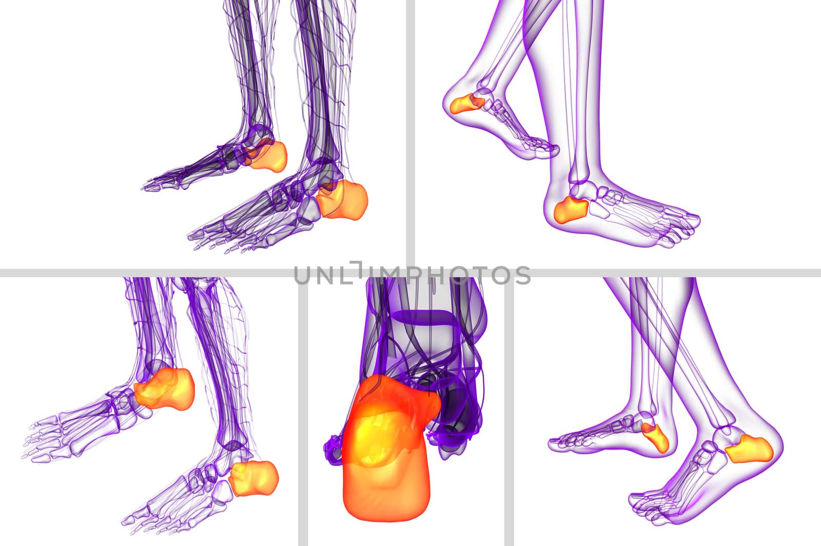 3d rendering medical illustration of the calcaneus bone