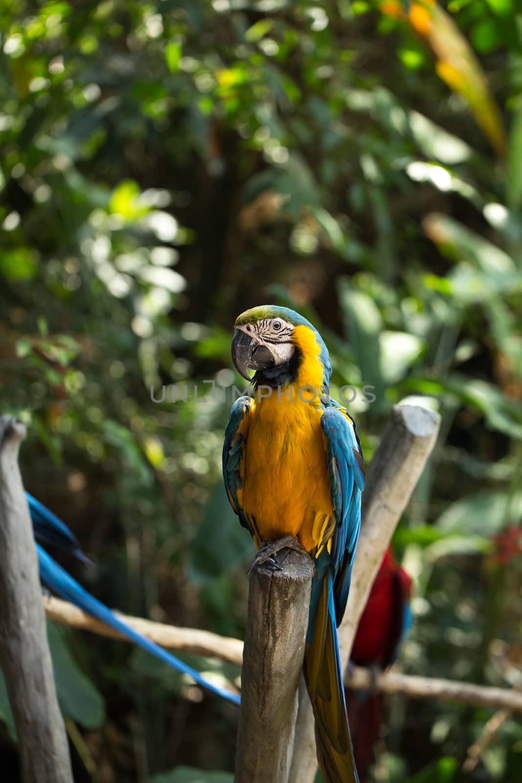 Parrot in Bali Island Indonesia - nature background