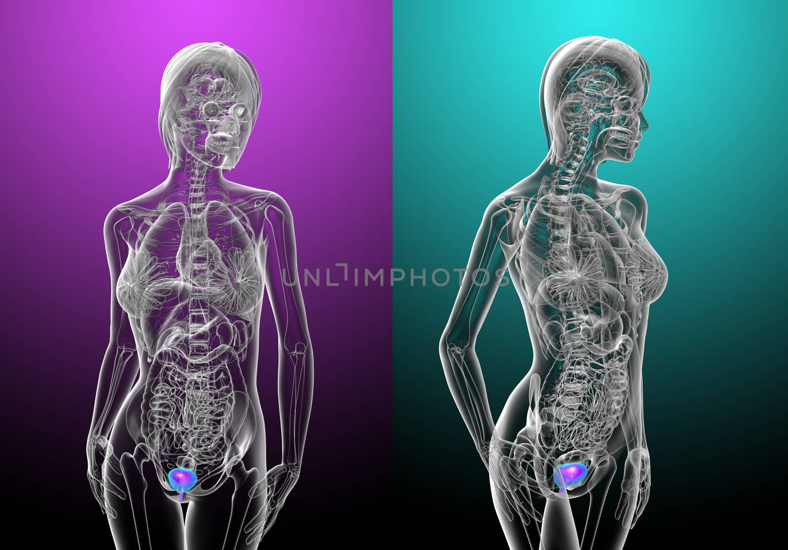 3d rendering medical illustration of the human bladder