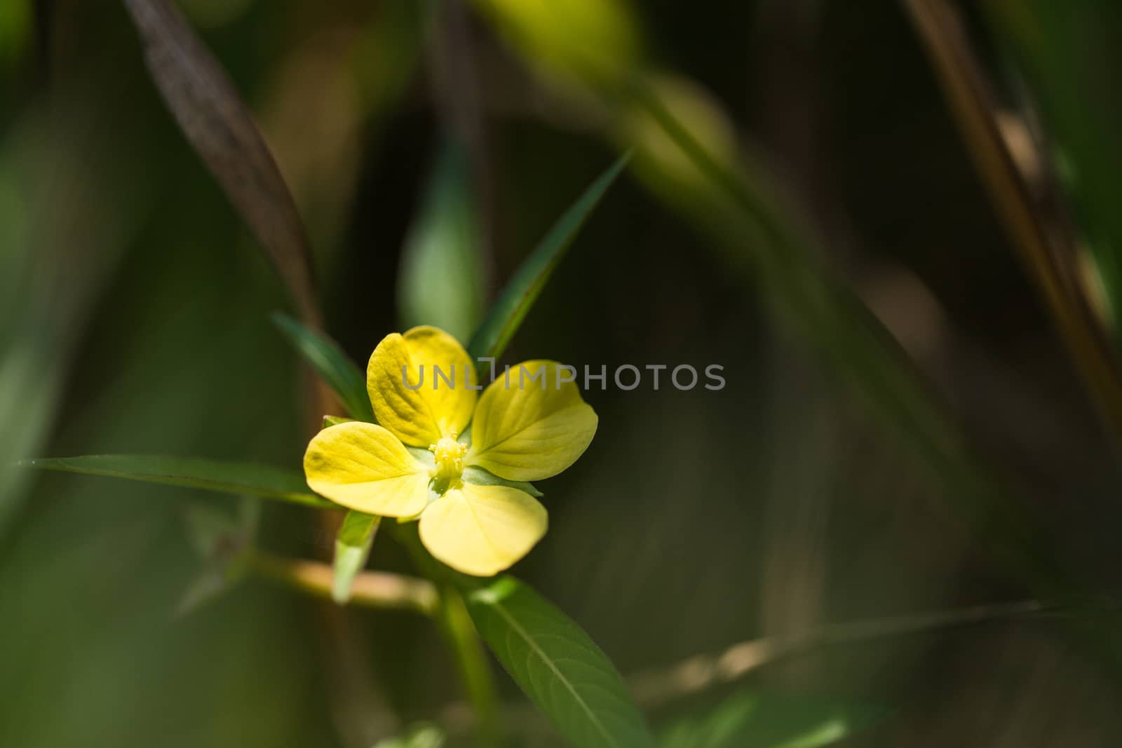 Close up colorful flower floral background, outside garden. Tropical Bali island, Indonesia.