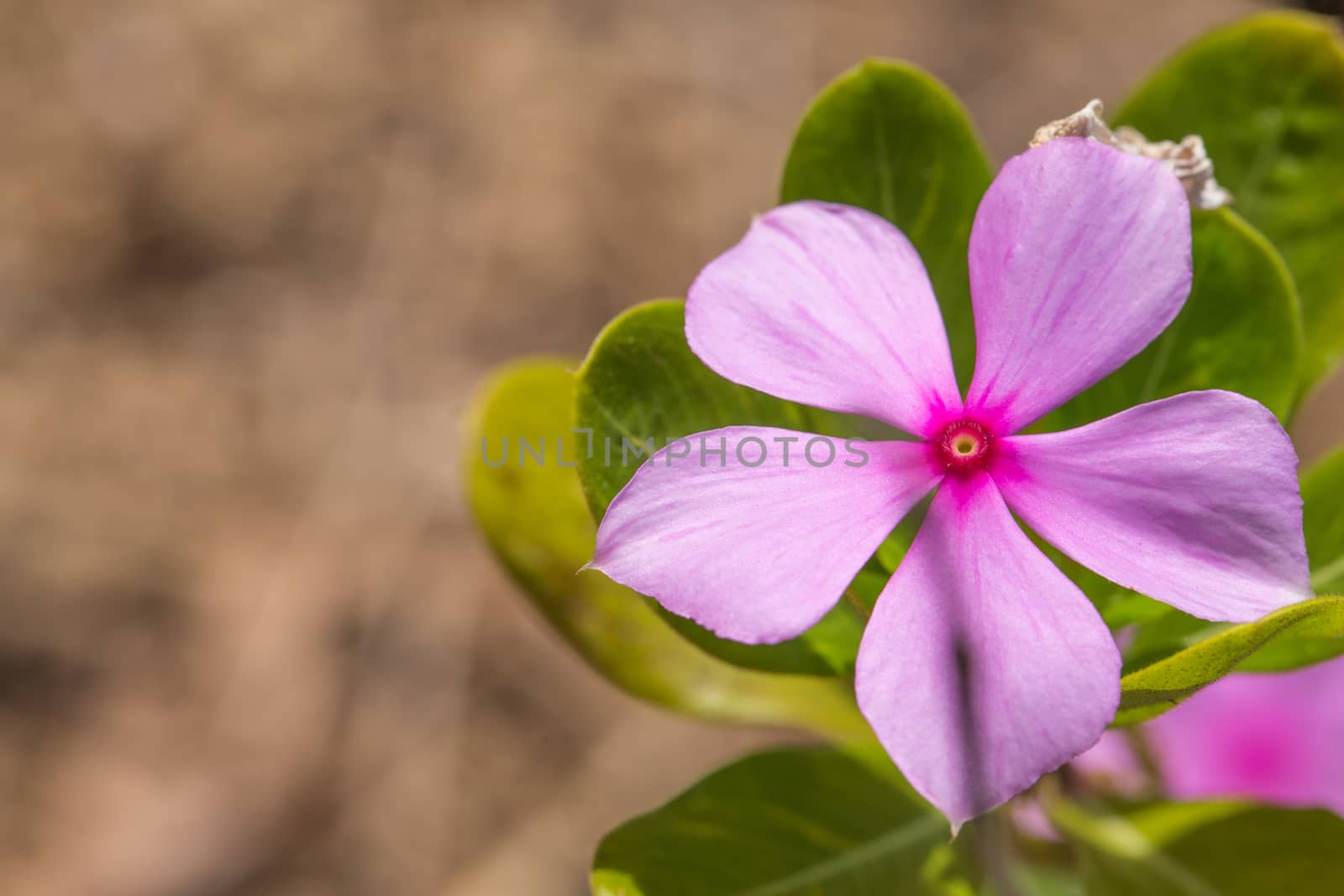 Close up colorful flower floral background, outside garden. Tropical Bali island, Indonesia. by boys1983@mail.ru