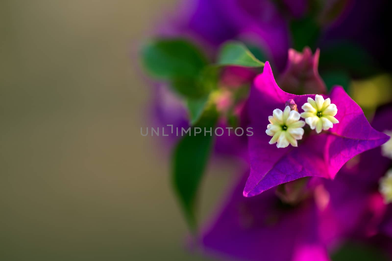 Close up colorful flower floral background, outside garden. Tropical Bali island, Indonesia.