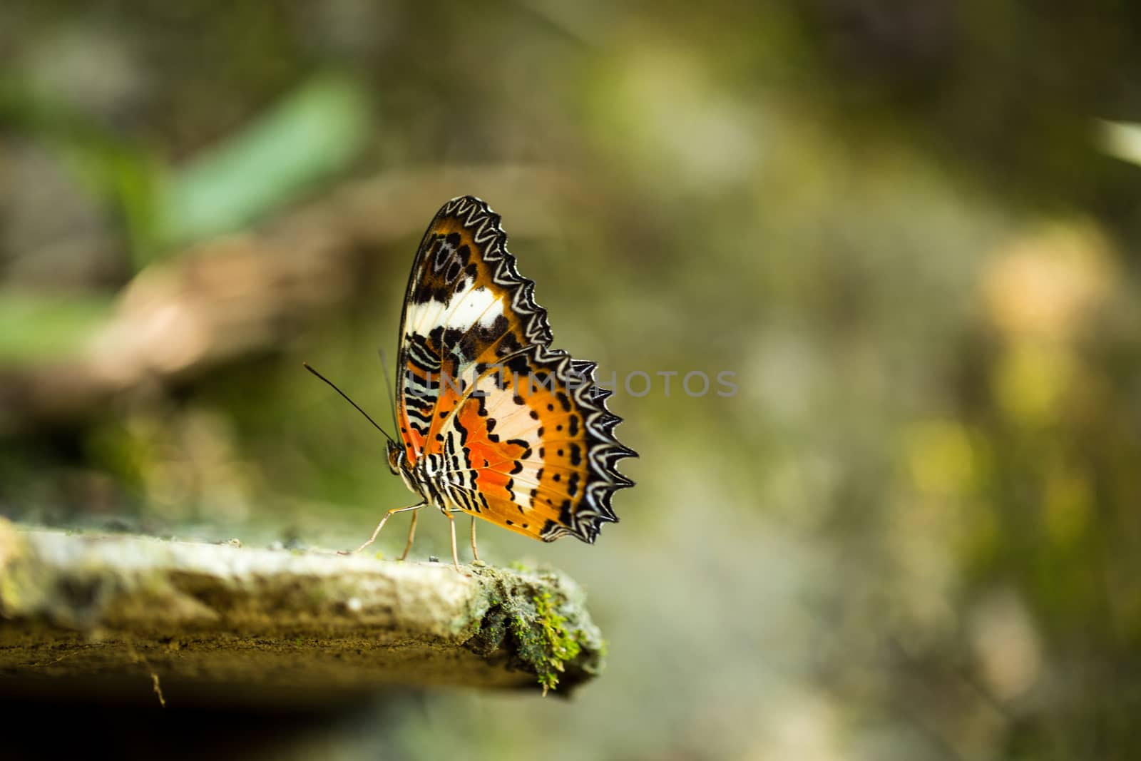 Beautiful colorful butterfly , Bali, Indonesia