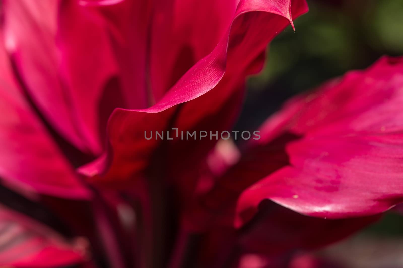 Close up colorful flower floral background, outside garden. Tropical Bali island, Indonesia.