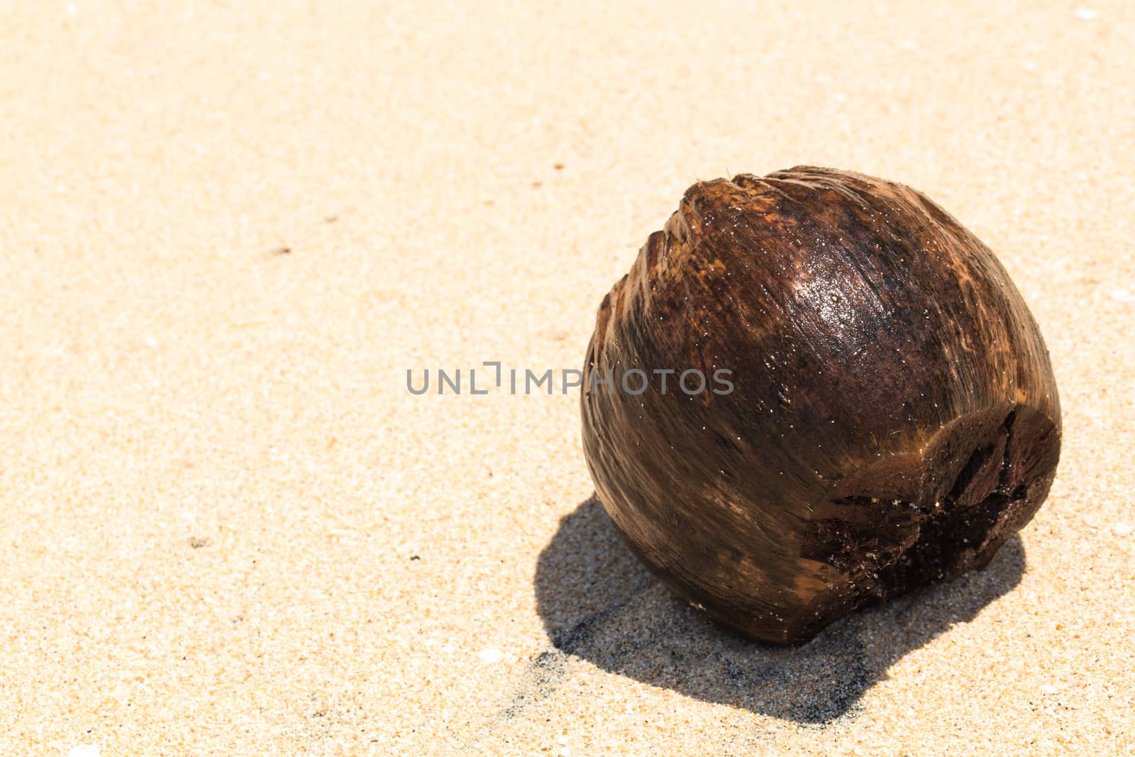 Coconut on the sand of the sea by boys1983@mail.ru