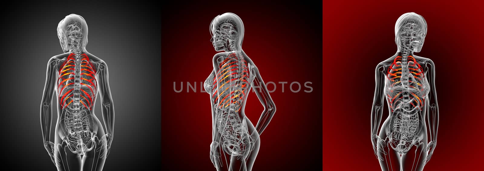 3d rendering medical illustration of the ribcage 