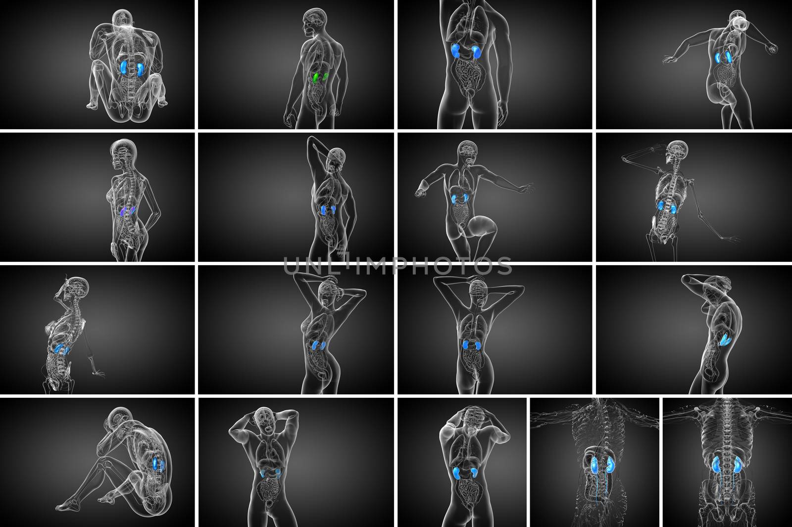 3d rendering medical illustration of the human kidney