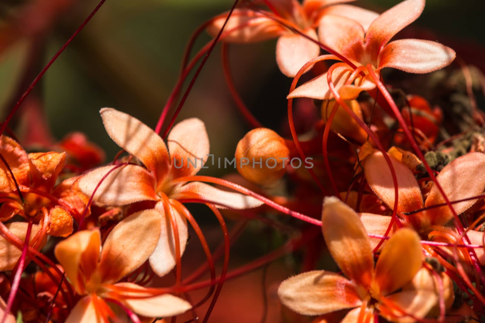 Close up colorful flower floral background, outside garden. Tropical Bali island, Indonesia.