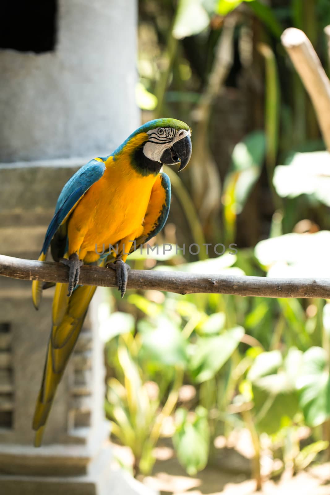 Parrot in Bali Island Indonesia - nature background