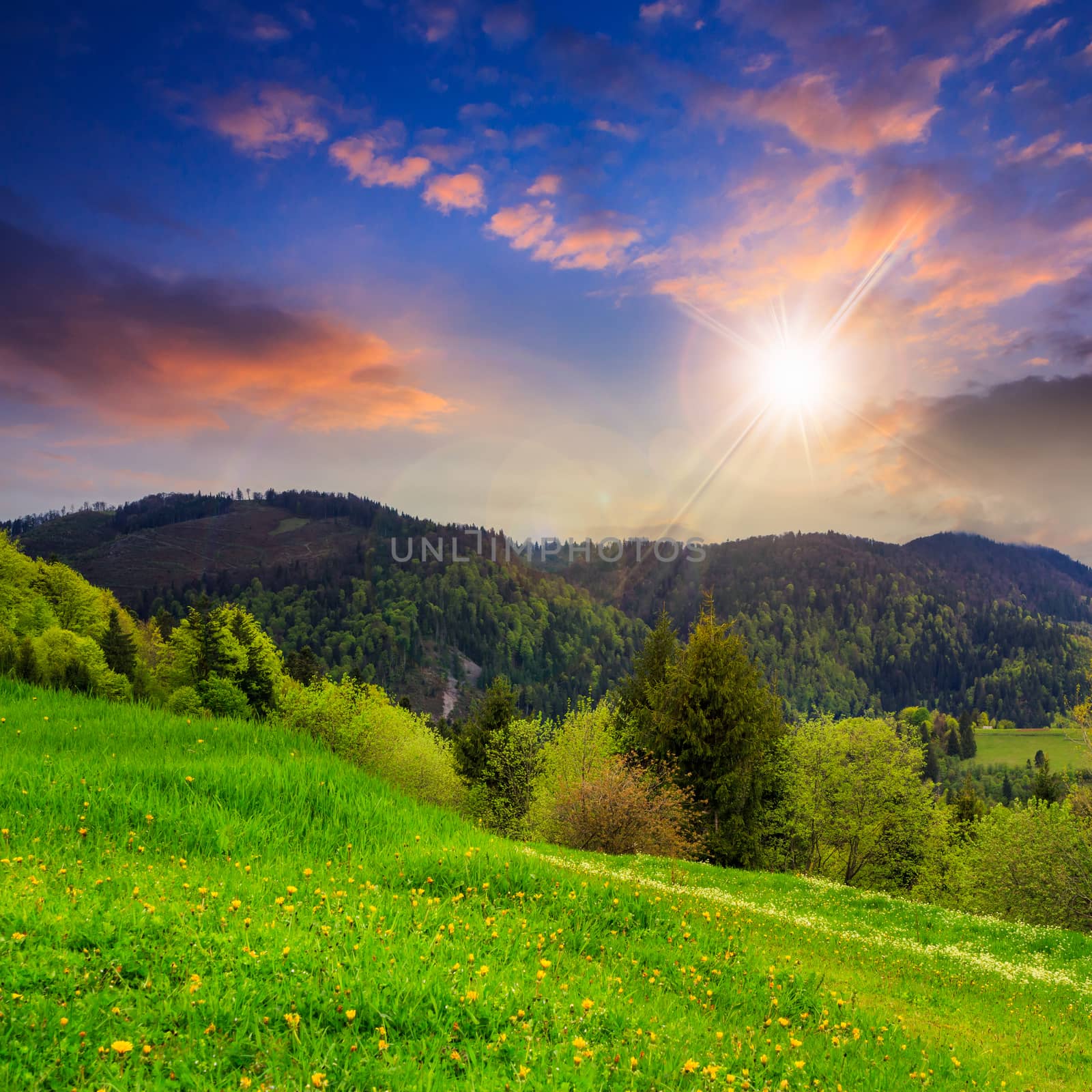 mountain summer landscape. trees near meadow and forest on hillside under  sky with clouds at sunset