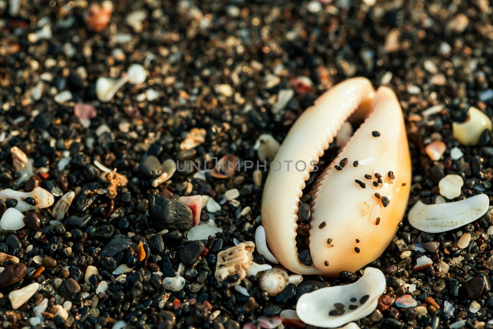 Little sea shells and stones on sand.