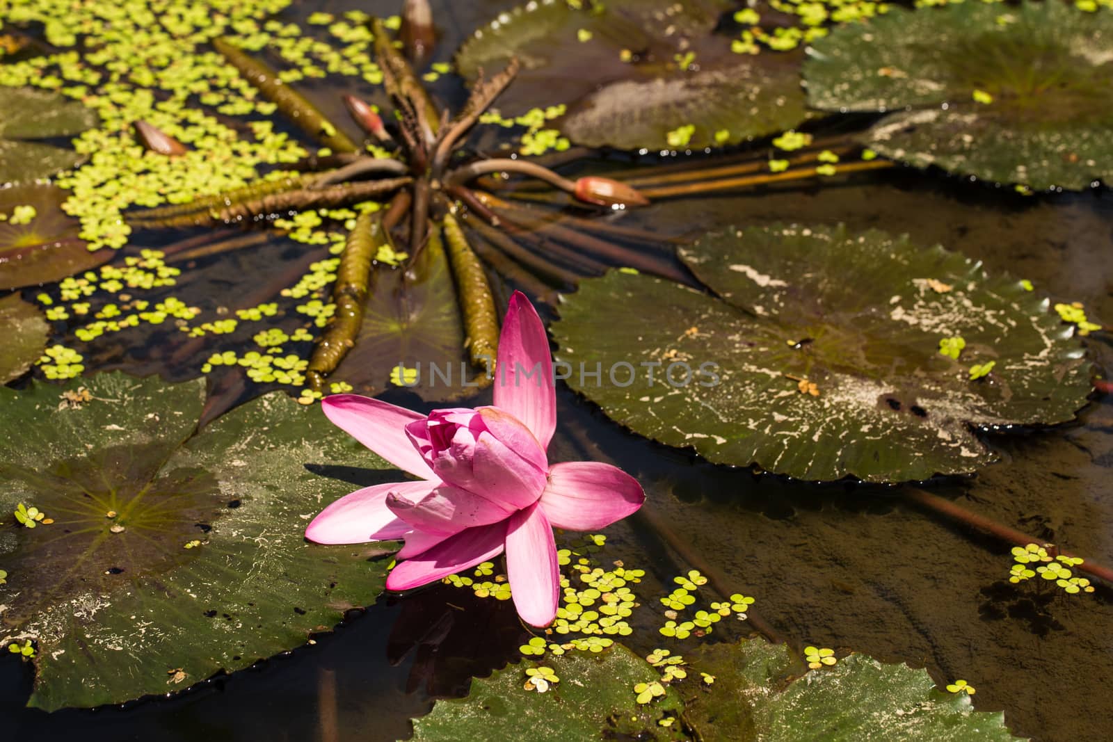 Close up colorful flower floral background, outside garden. Tropical Bali island, Indonesia. by boys1983@mail.ru