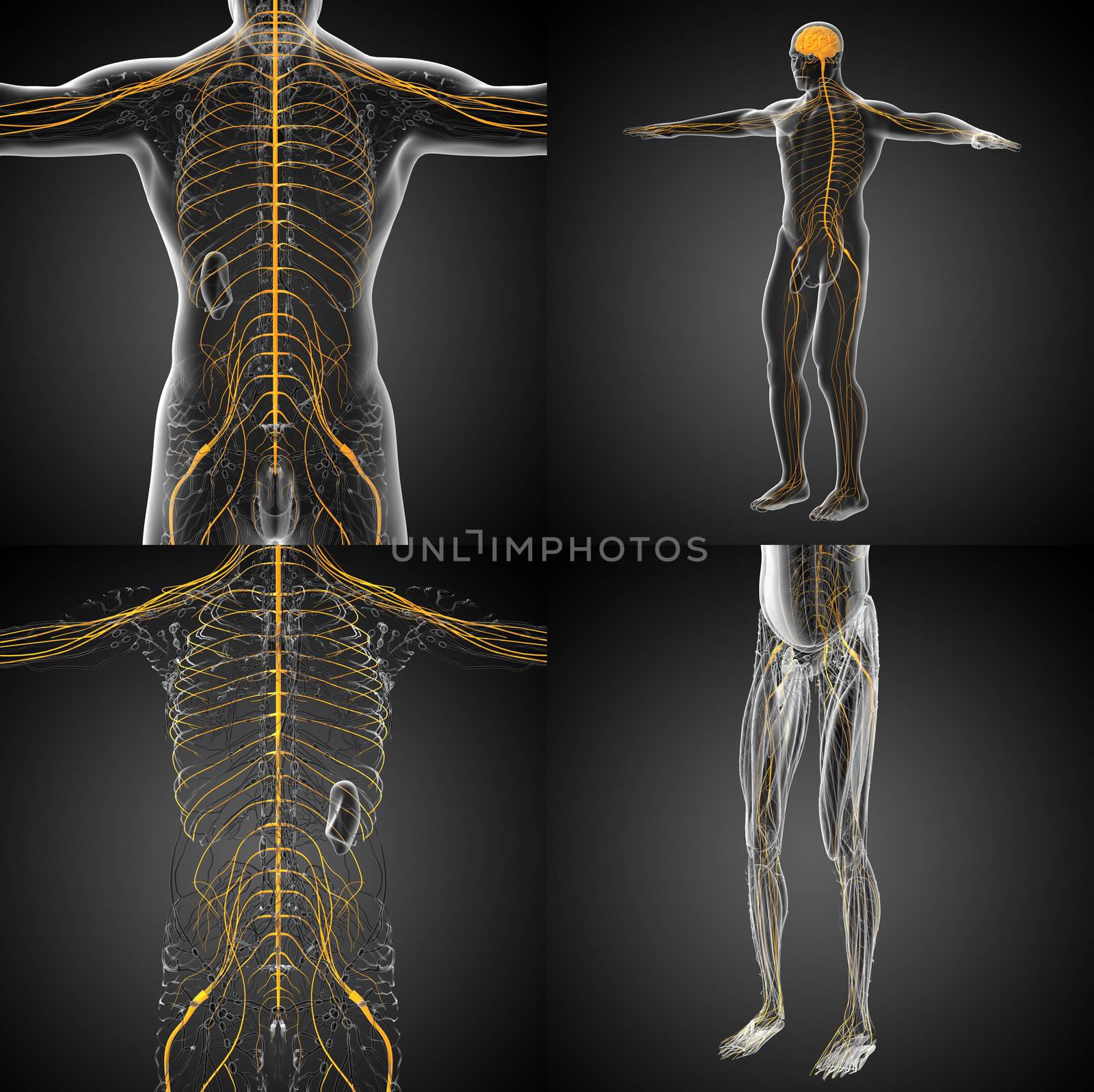 3d rendering medical illustration of the nerve system