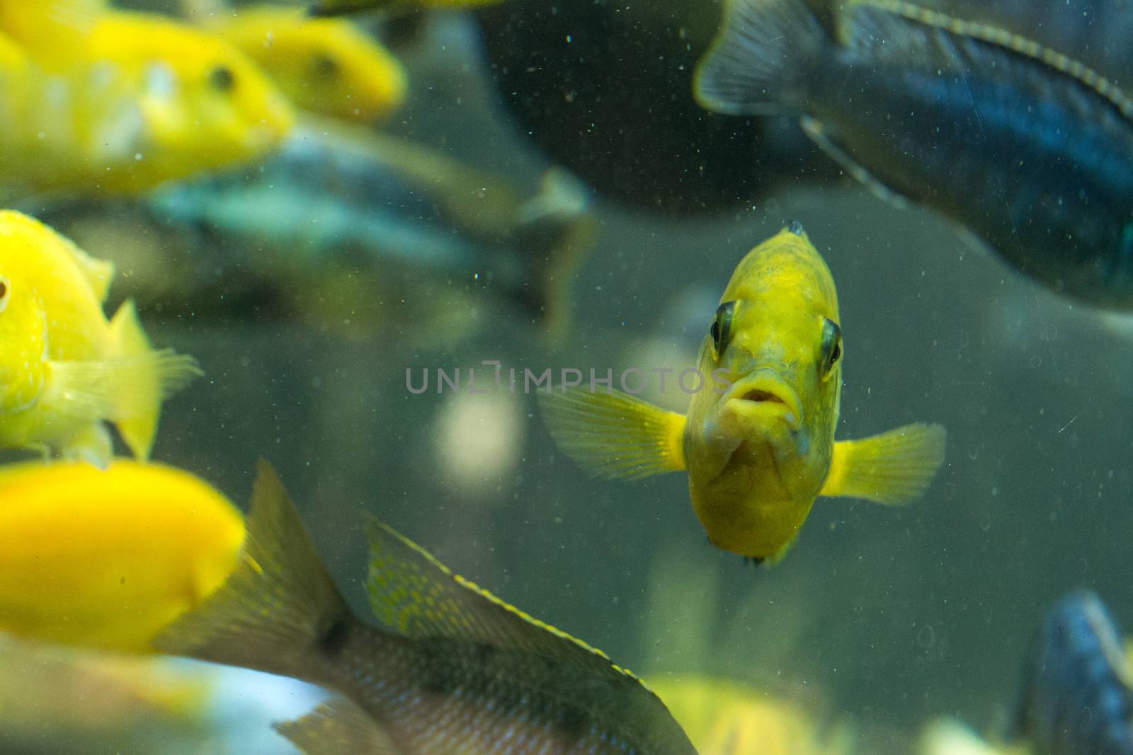 Image of fish in water. (Bali, Indonesia) by boys1983@mail.ru