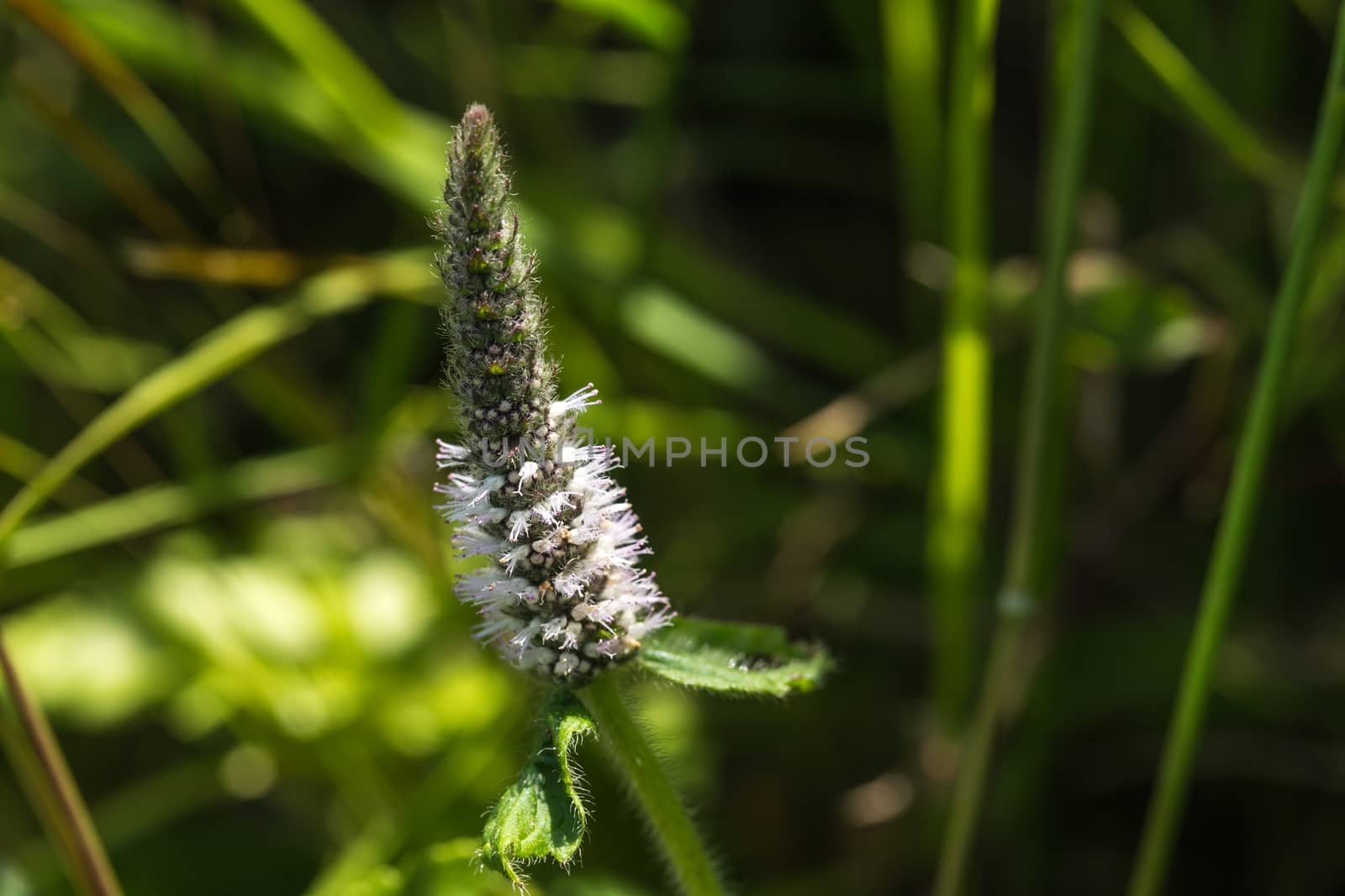 Close up colorful flower floral background, outside garden. Tropical Bali island, Indonesia. by boys1983@mail.ru