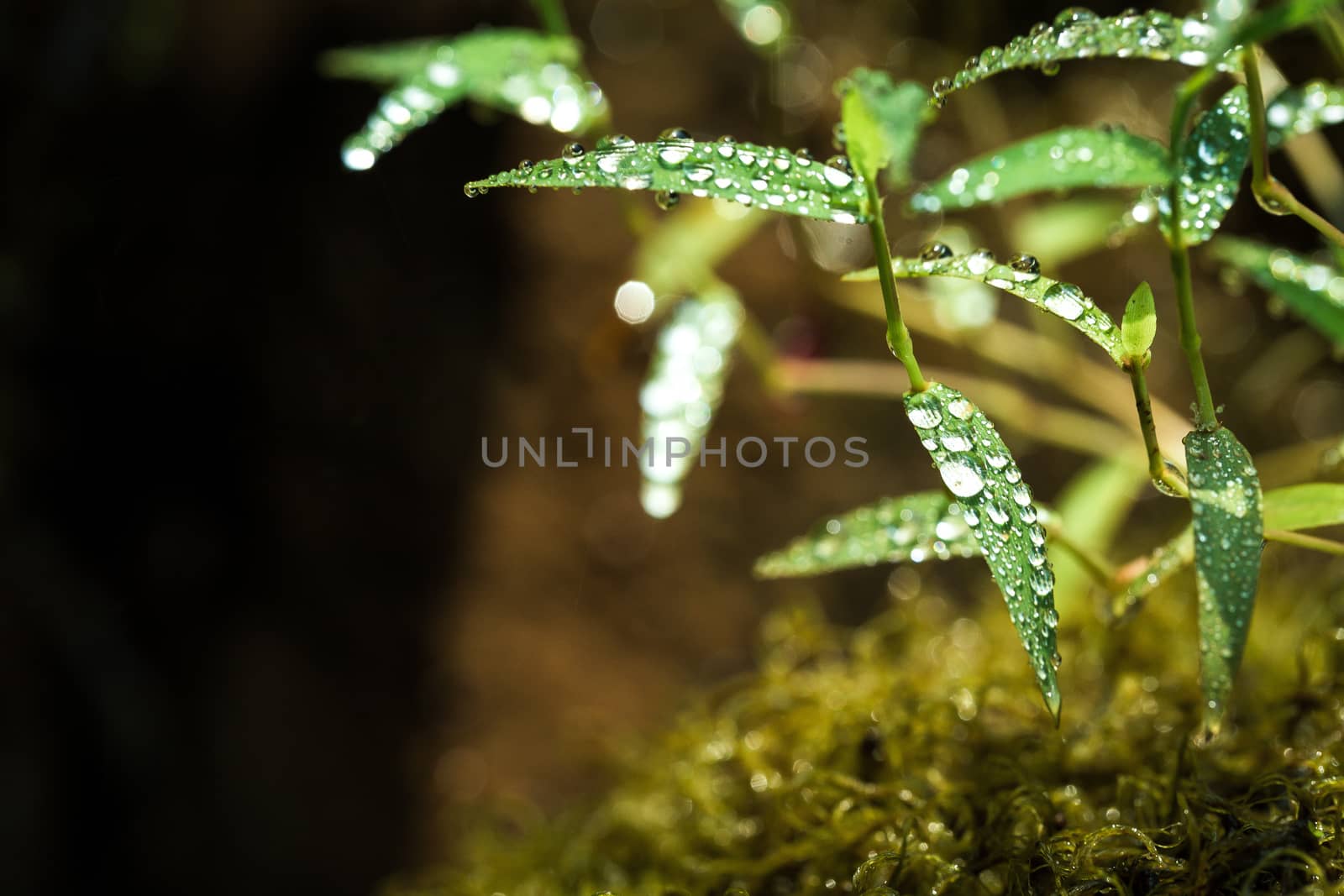 Fresh grass with dew drops in the morning.