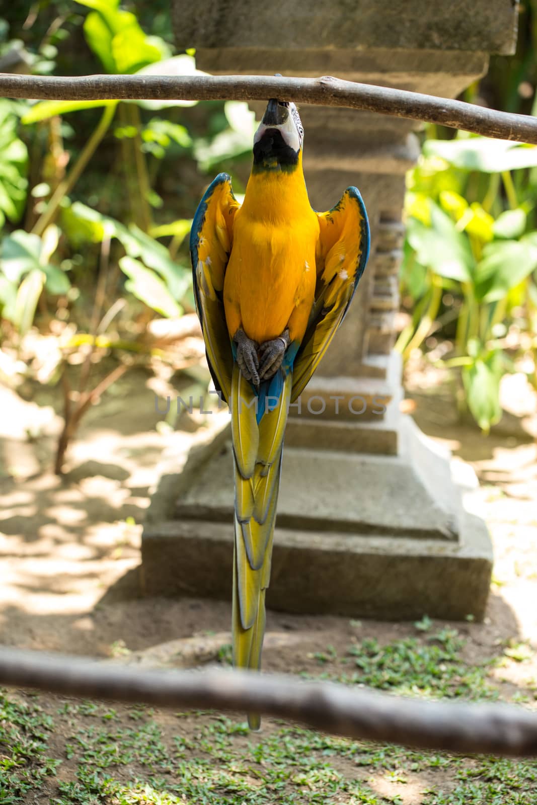 Parrot in Bali Island Indonesia - nature background by boys1983@mail.ru