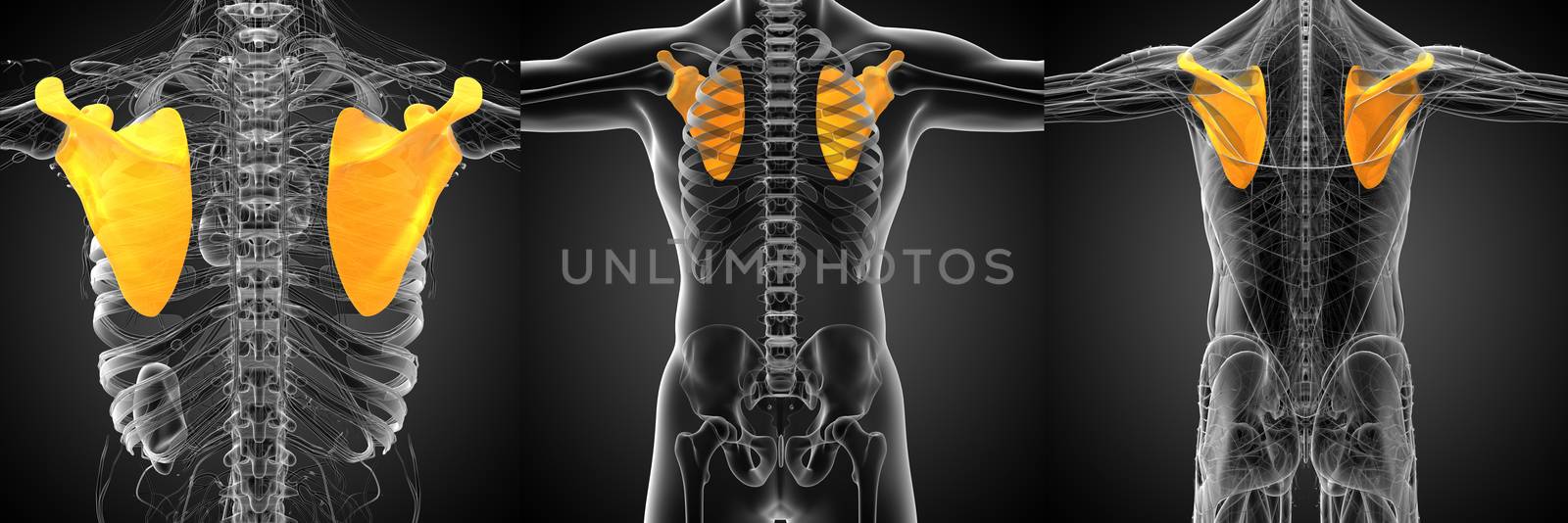 3d rendering medical illustration of the human scapula bone
