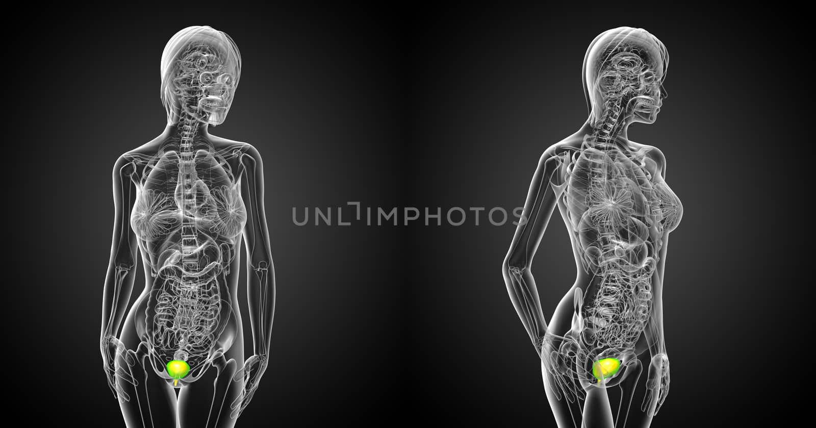 3d rendering medical illustration of the bladder 