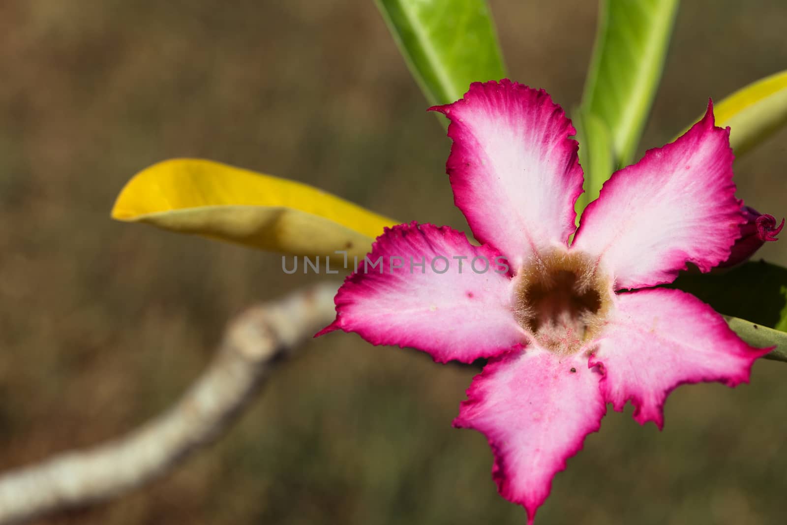 Close up colorful flower floral background, outside garden. Tropical Bali island, Indonesia.