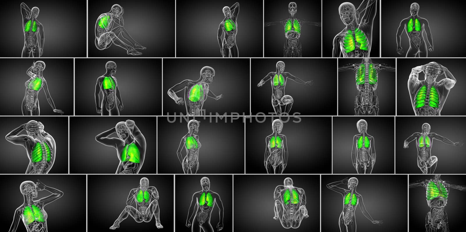 3d rendering medical illustration of the human lung 