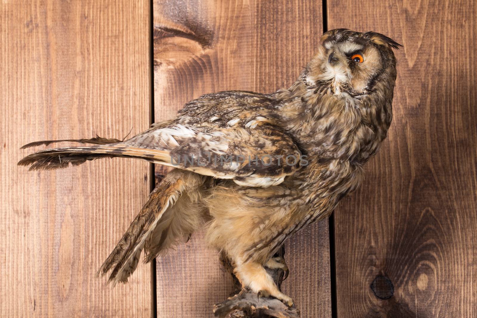 Close up owl eye with wooden background by boys1983@mail.ru