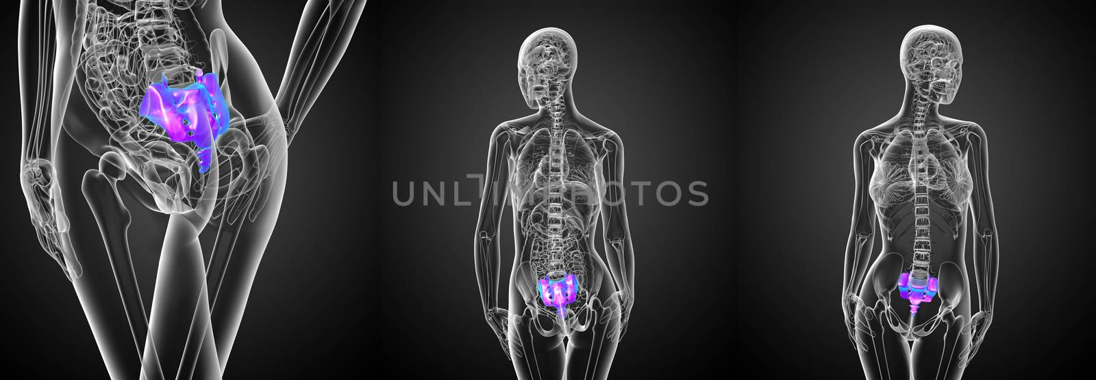 3d rendering medical illustration of the female sacrum bone