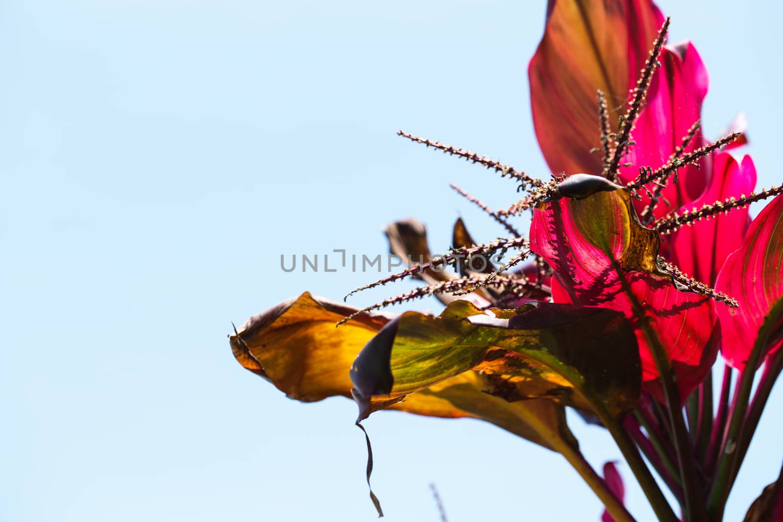 Close up colorful flower floral background, outside garden. Tropical Bali island, Indonesia.