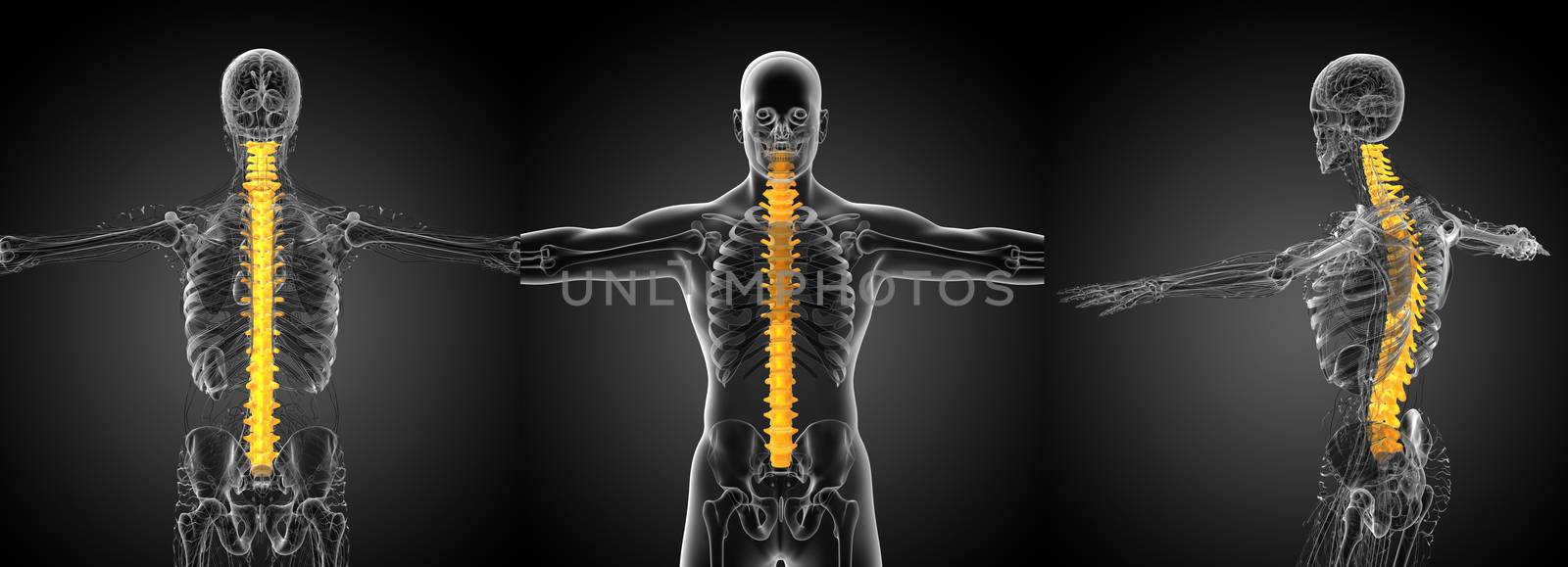 3d rendering medical illustration of the human spine