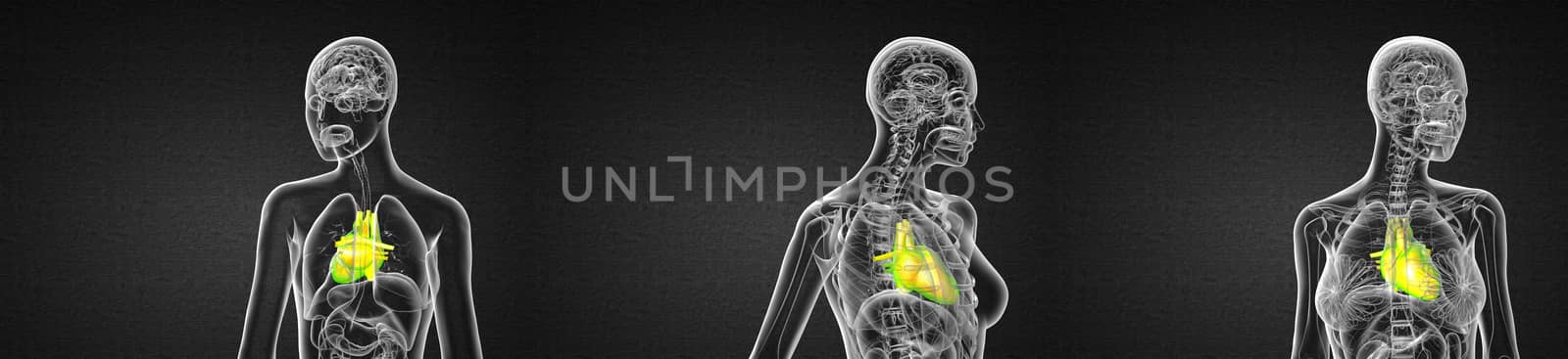 3d rendering medical illustration of the human heart 