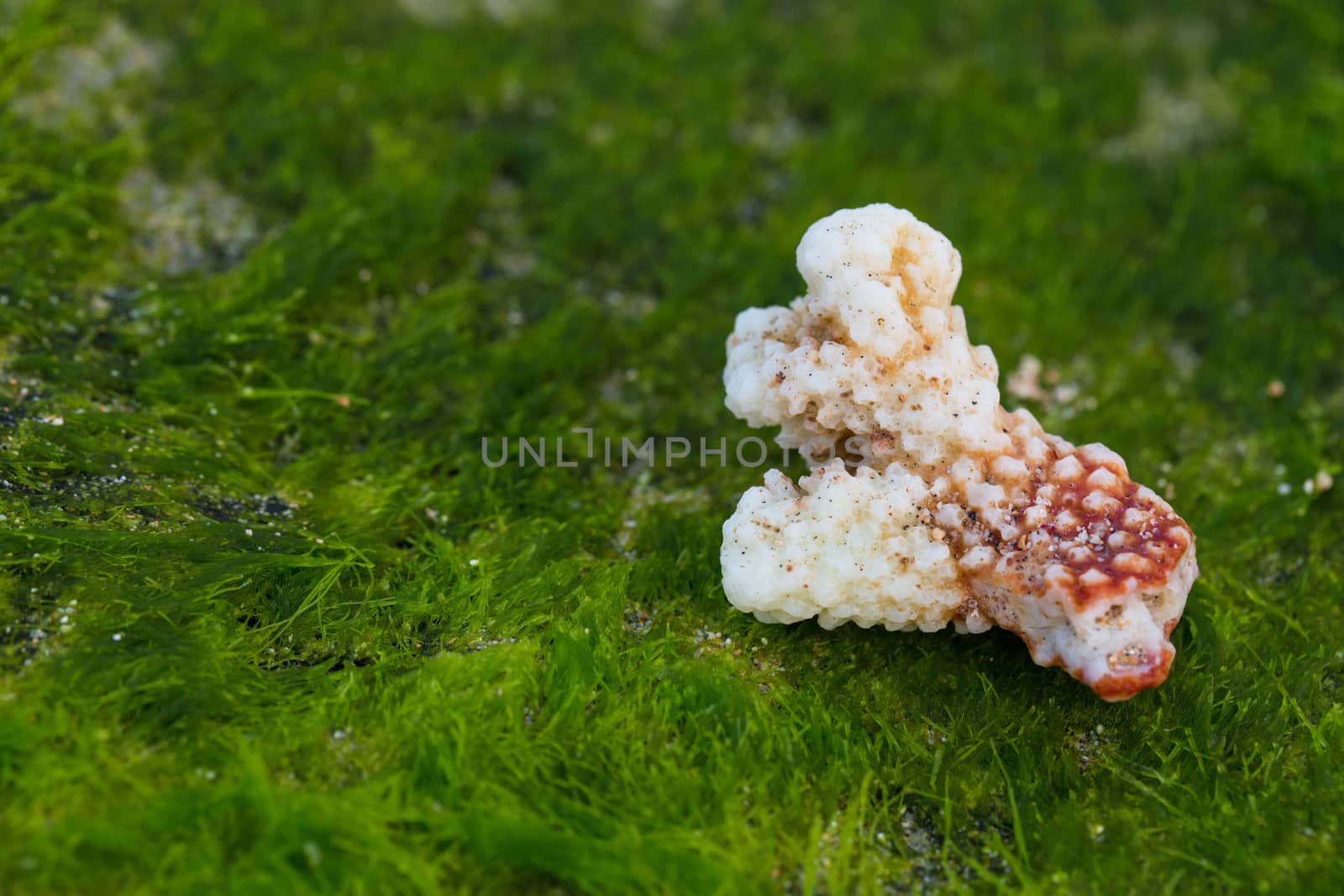 Green algae under the clear water and coral