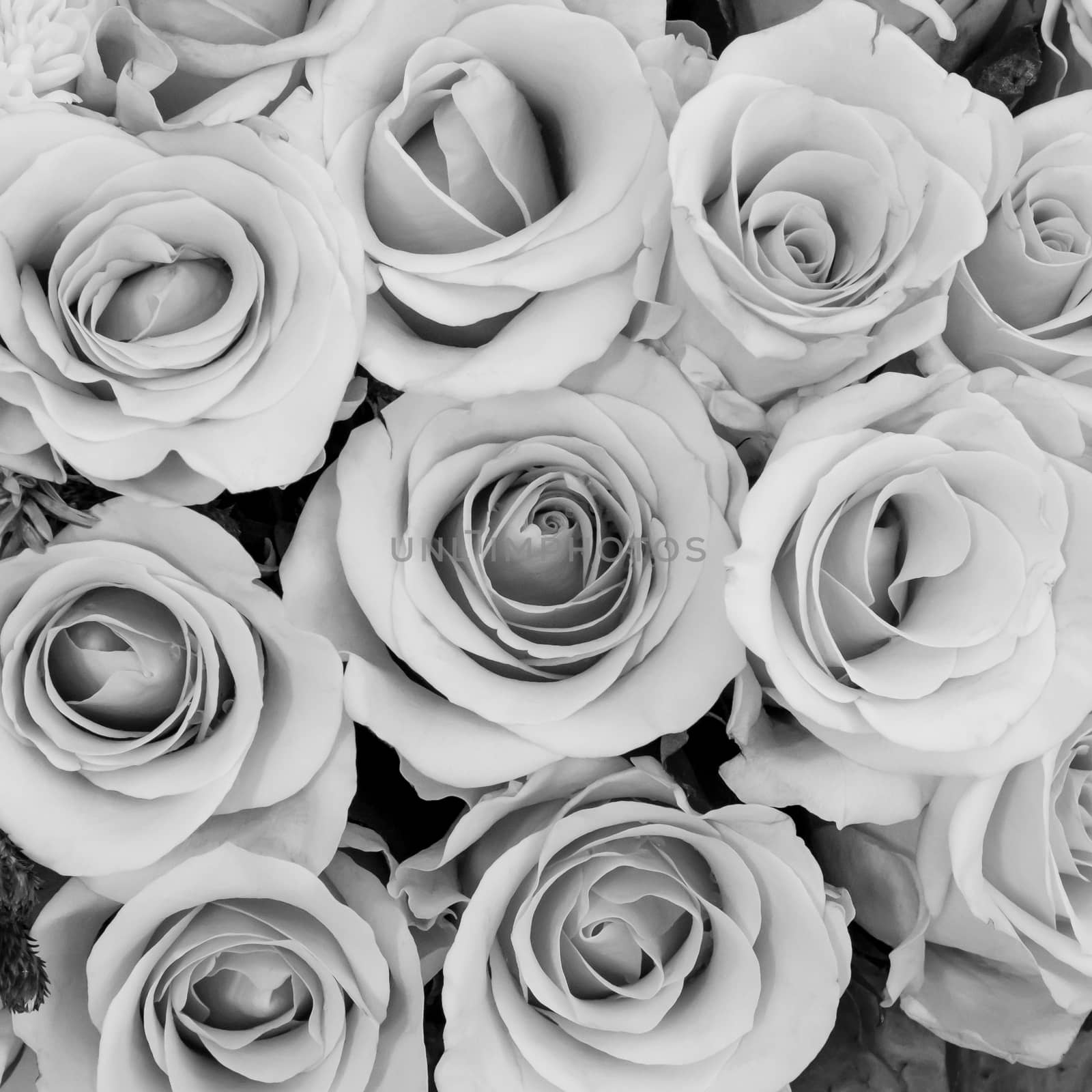 The group of beautiful roses flower in black and white tone background for Valentine's day.