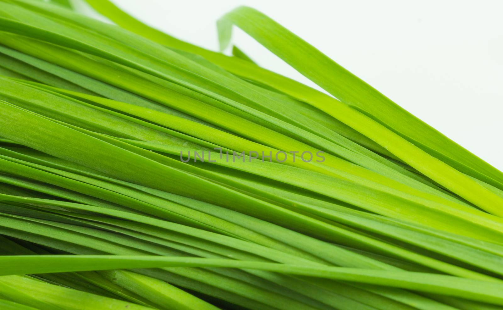 fresh green Garlic chives vegetable, white Garlic chives