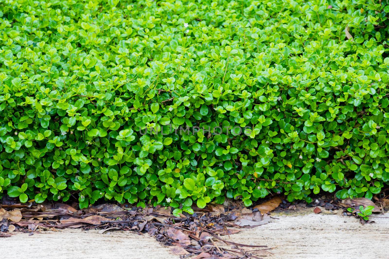 fujian tea tree bush, fujian tea shrub, garden green plant by chingraph