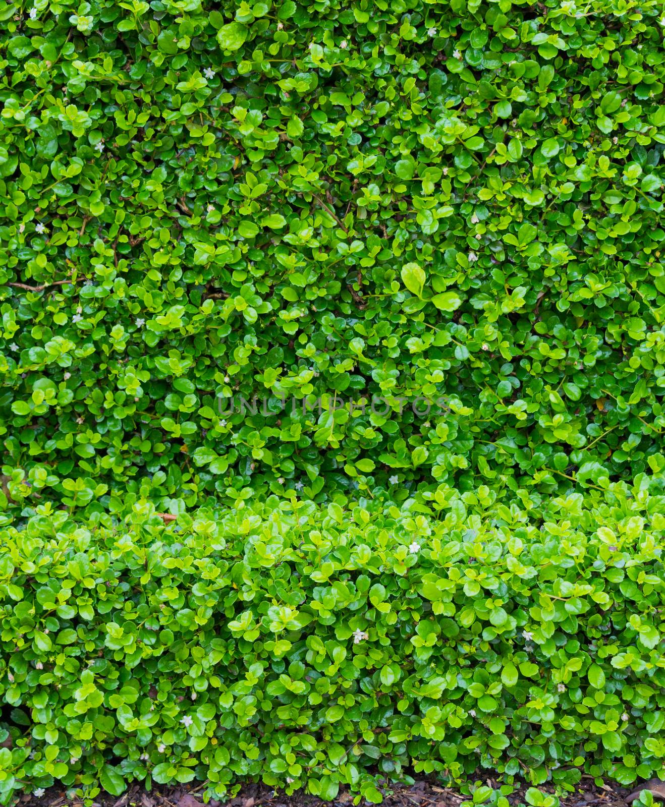 fujian tea tree bush, fujian tea shrub, garden green plant backg by chingraph