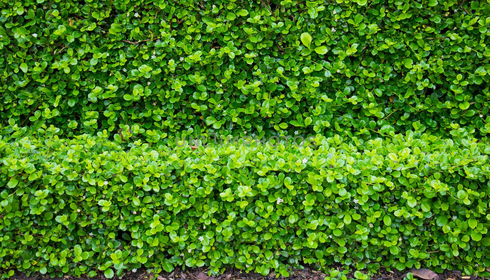 fujian tea tree bush, fujian tea shrub, garden green plant background