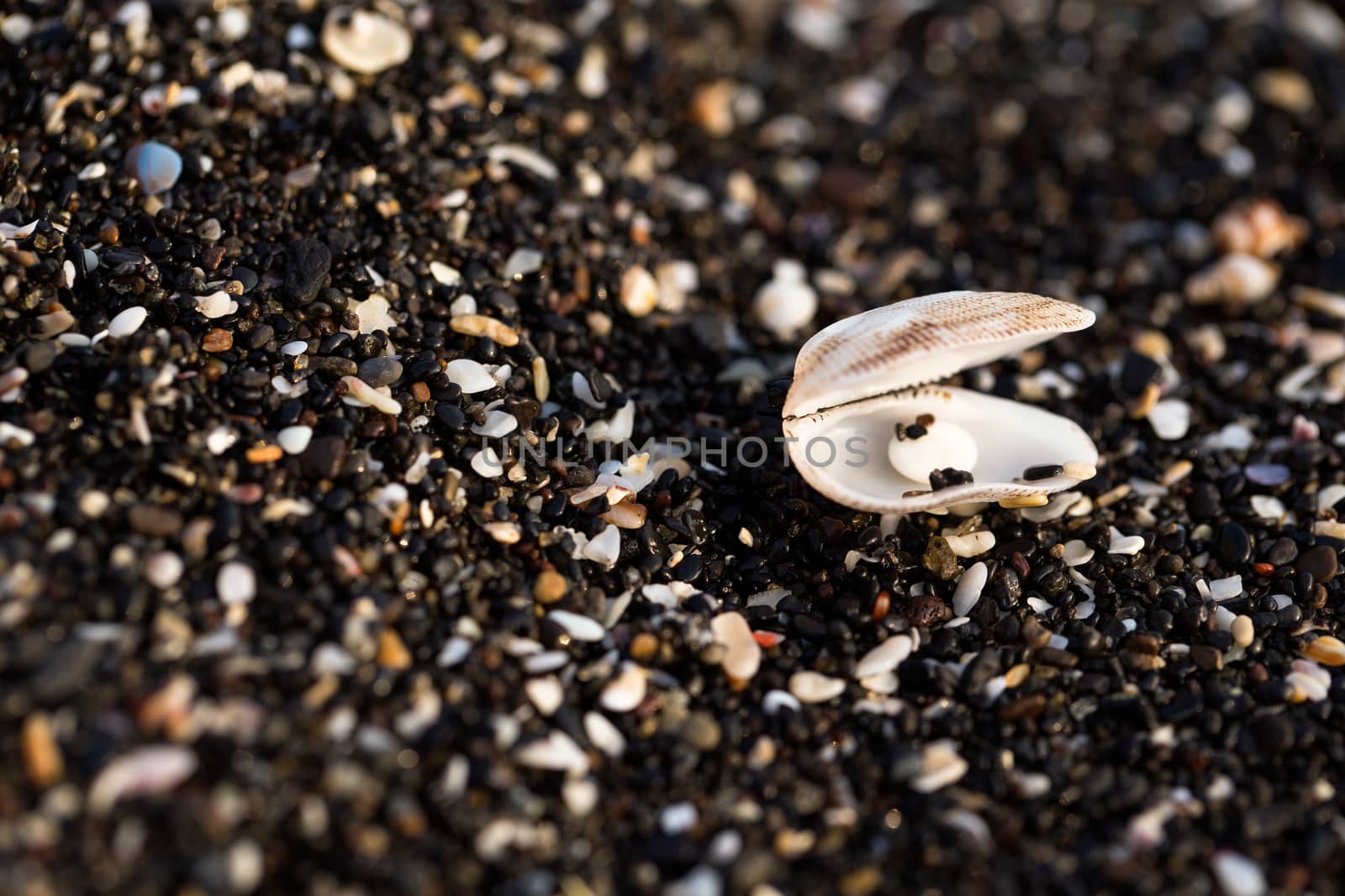 Little sea shells and stones on sand.