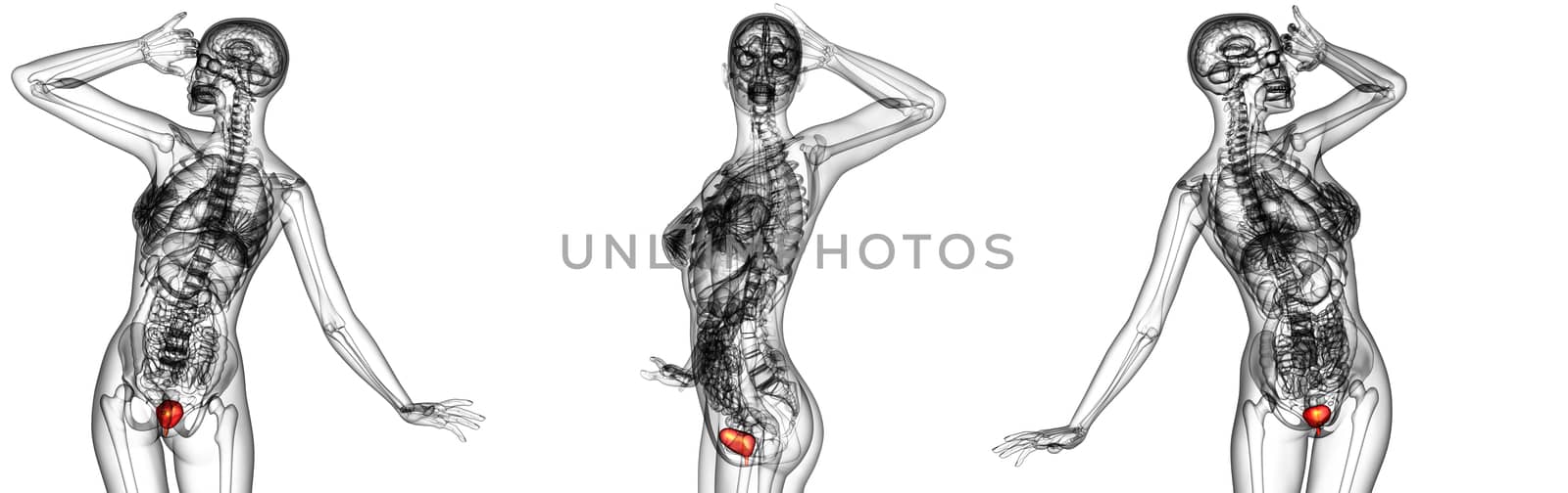 3d rendering medical illustration of the human bladder