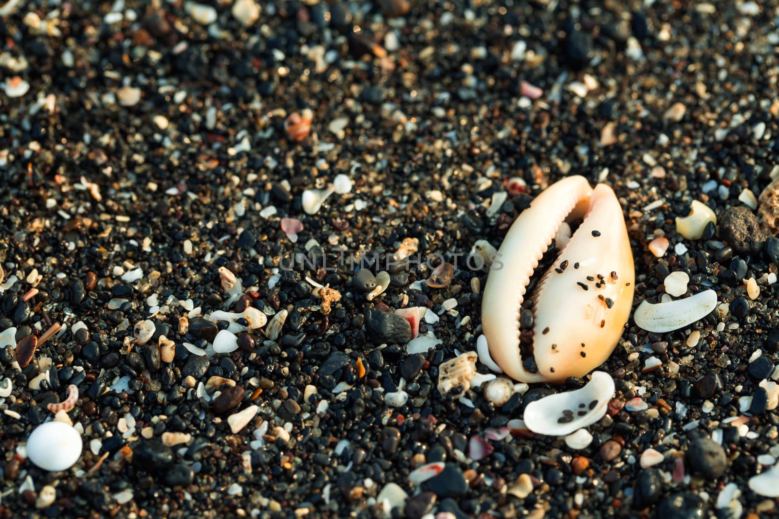 Little sea shells and stones on sand.