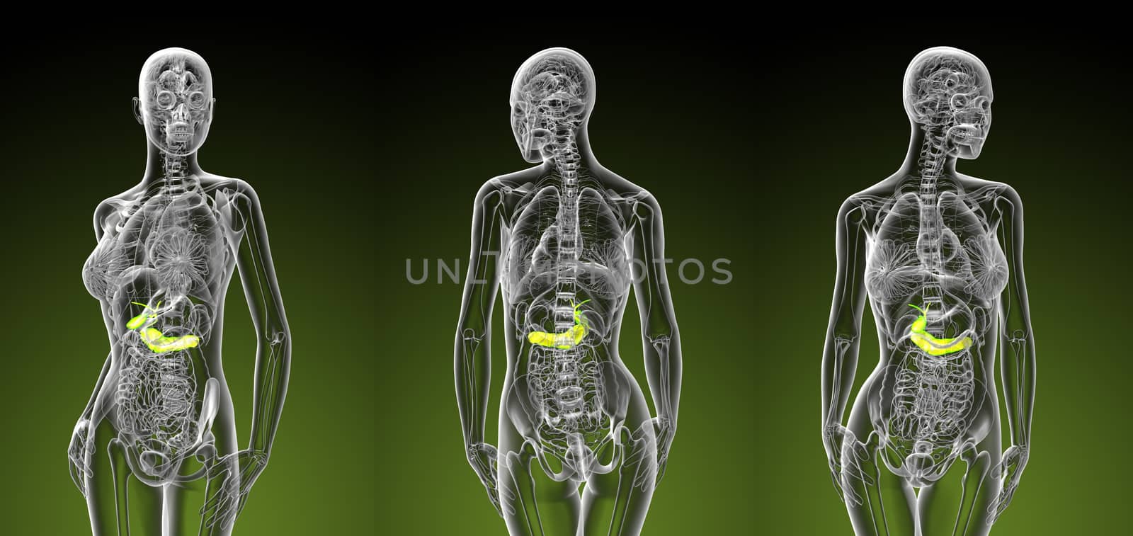 3d rendering illustration of female gallbladder and pancreas 